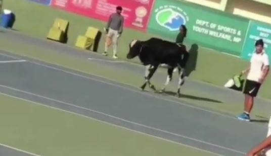 [Vídeo] Vaca "invade" courts de ténis num torneio ITF na Índia