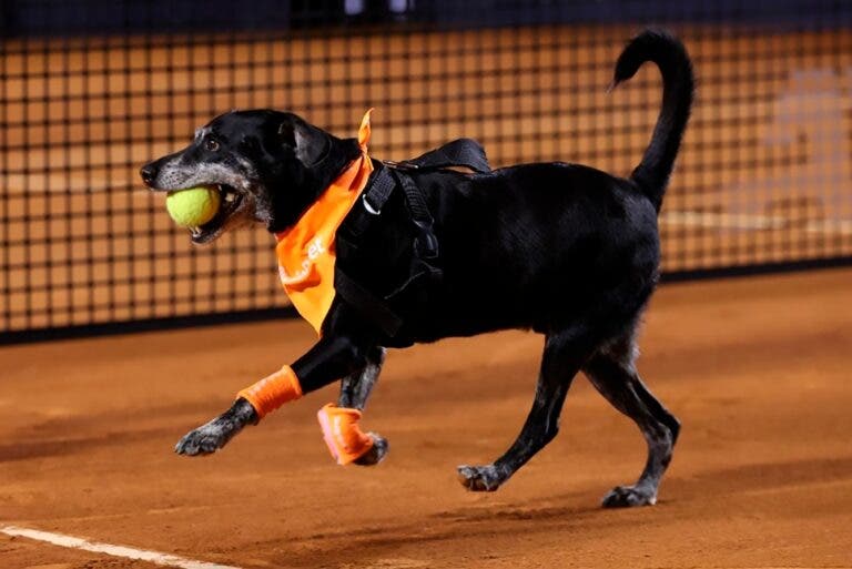 CãoDulas vão voltar a atuar na décima edição do Rio Open